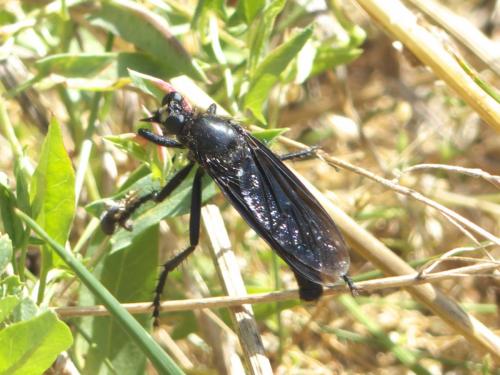 Dasypogon diadema